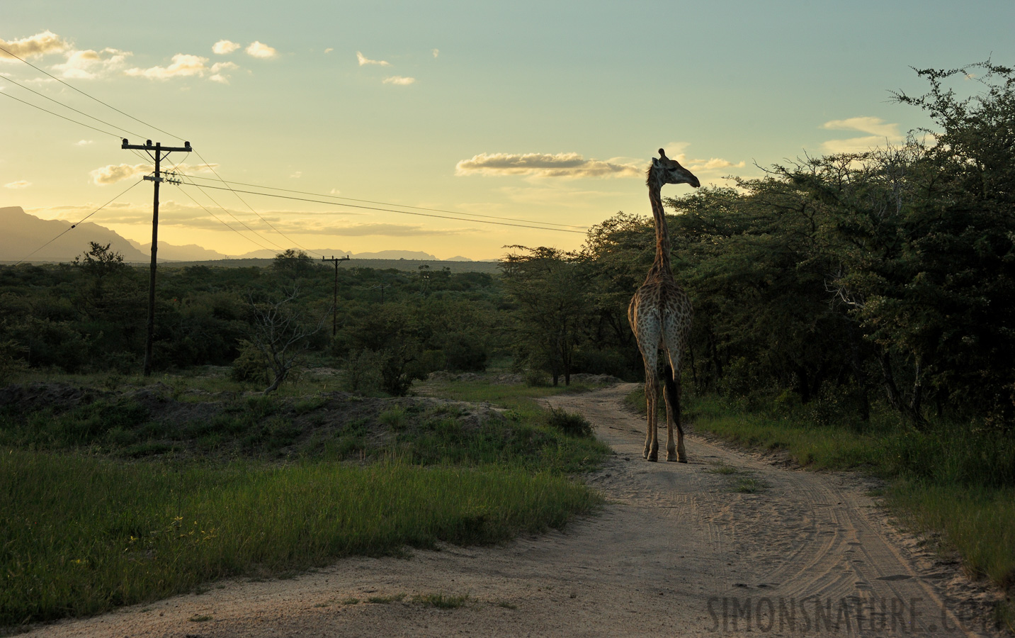 Giraffa giraffa giraffa [65 mm, 1/1000 sec at f / 9.0, ISO 1000]